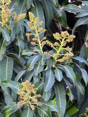 163 Mangoblüten.JPG